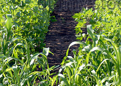 agriculture ap