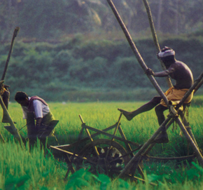 agriculture ap