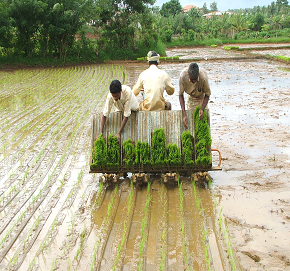 agriculture ap