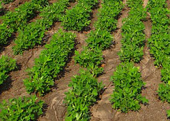 agriculture ap